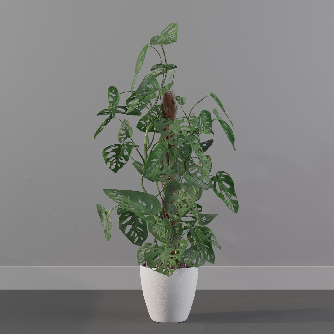 Monstera monkey mask 3D model https://p.turbosquid.com/ts-thumb/jF/A1H6Qz/vO/monkeymask0002/jpg/1707239347/1920x1080/fit_q87/2bd3d7f1f18c2a1ba7b0fe092cbe4580975eadfc/monkeymask0002.jpg