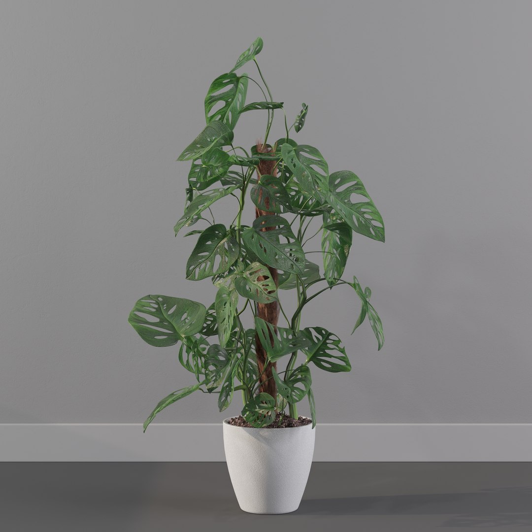 Monstera monkey mask 3D model https://p.turbosquid.com/ts-thumb/jF/A1H6Qz/wP/monkeymask0019/jpg/1707239341/1920x1080/fit_q87/1fcfba54c26d4c9887ca3b77f2632e00fb6a1bba/monkeymask0019.jpg