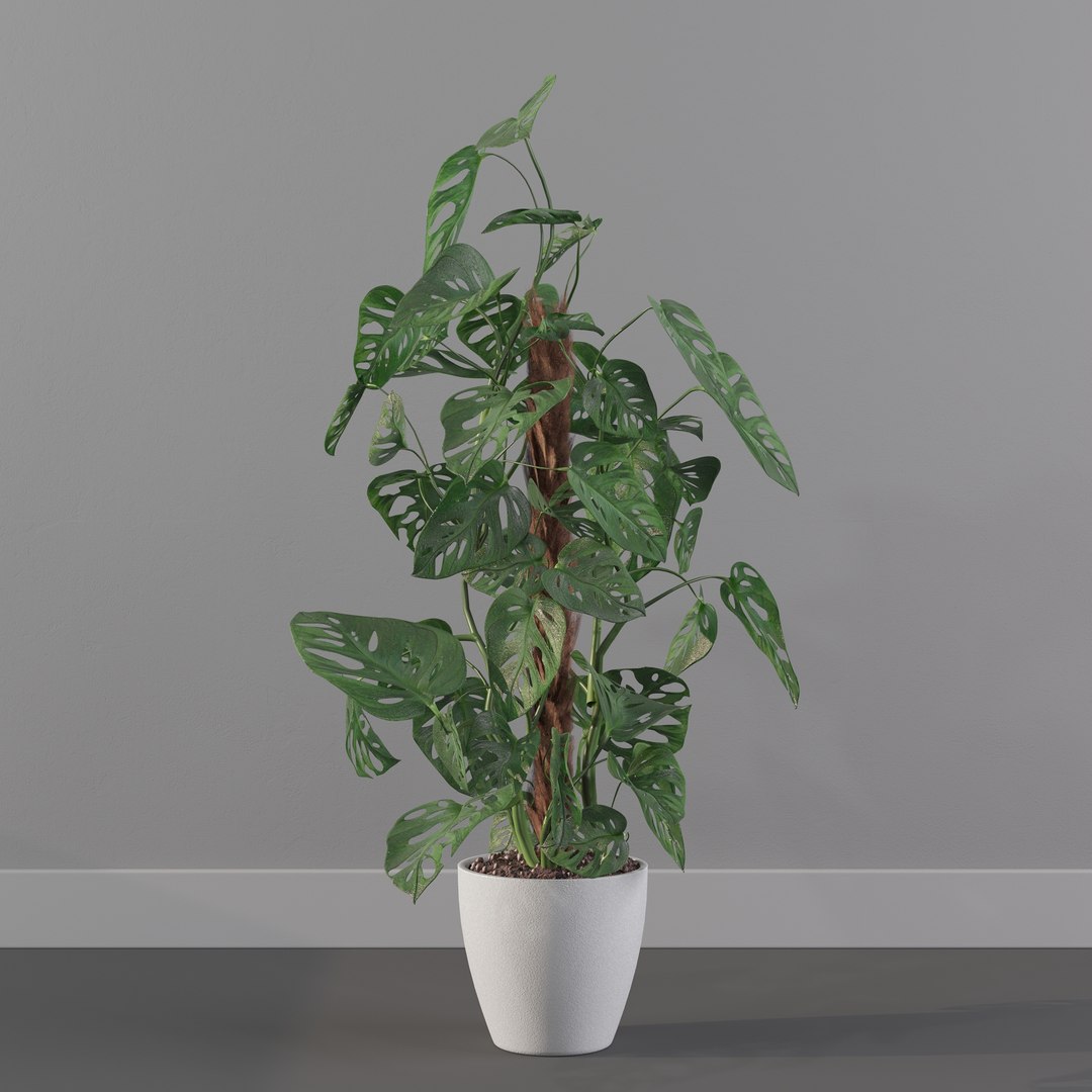 Monstera monkey mask 3D model https://p.turbosquid.com/ts-thumb/jF/A1H6Qz/xl/monkeymask0021/jpg/1707239341/1920x1080/fit_q87/7ebb8529820922864a51b584a207a79ed0dbee77/monkeymask0021.jpg