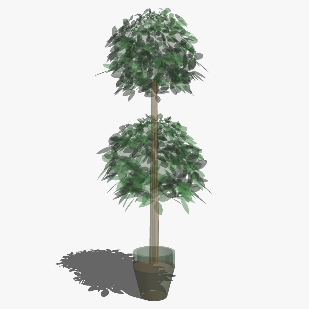 Tree Topiary Sketchup 3d 3ds