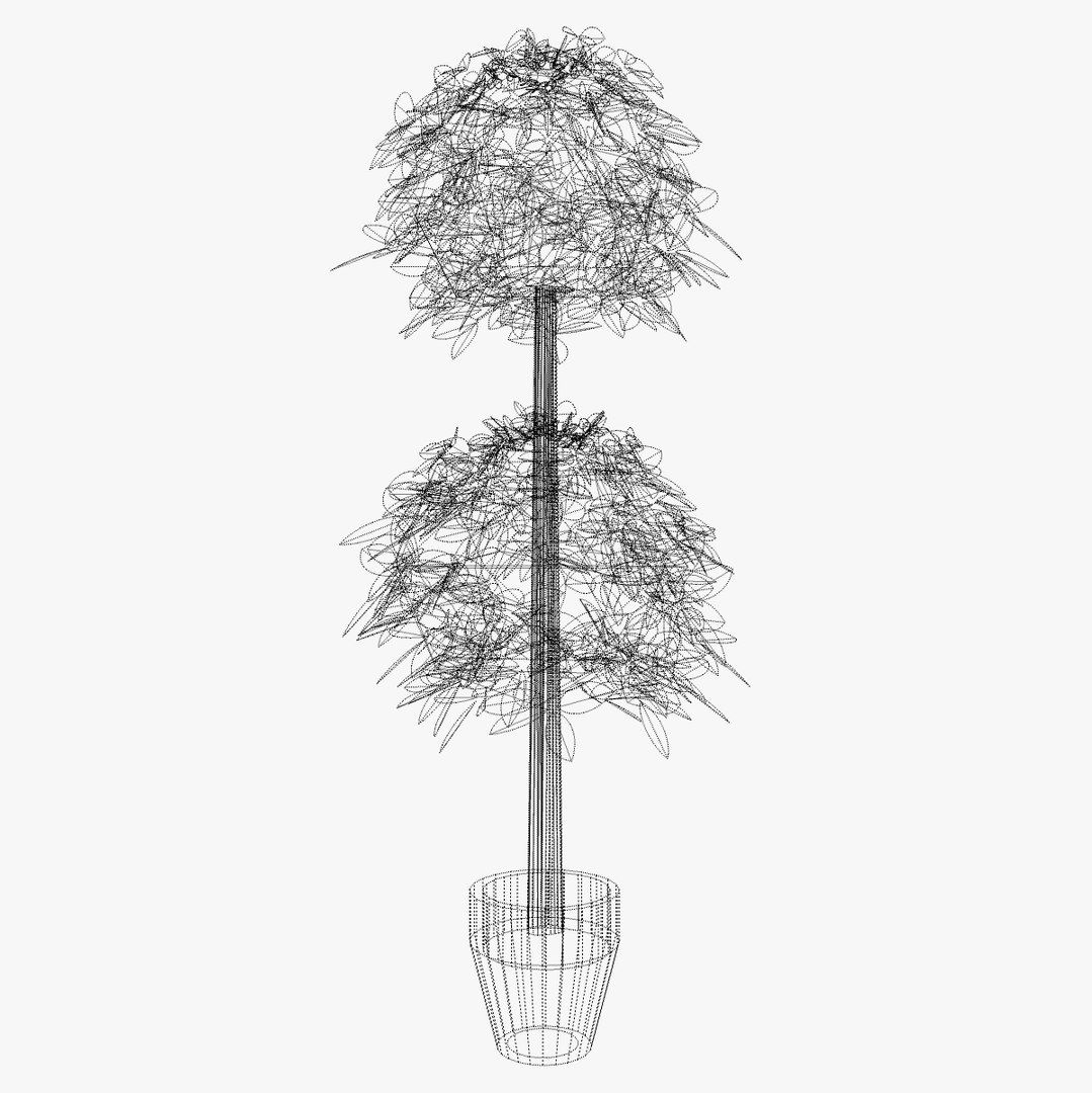 Tree Topiary Sketchup 3d 3ds