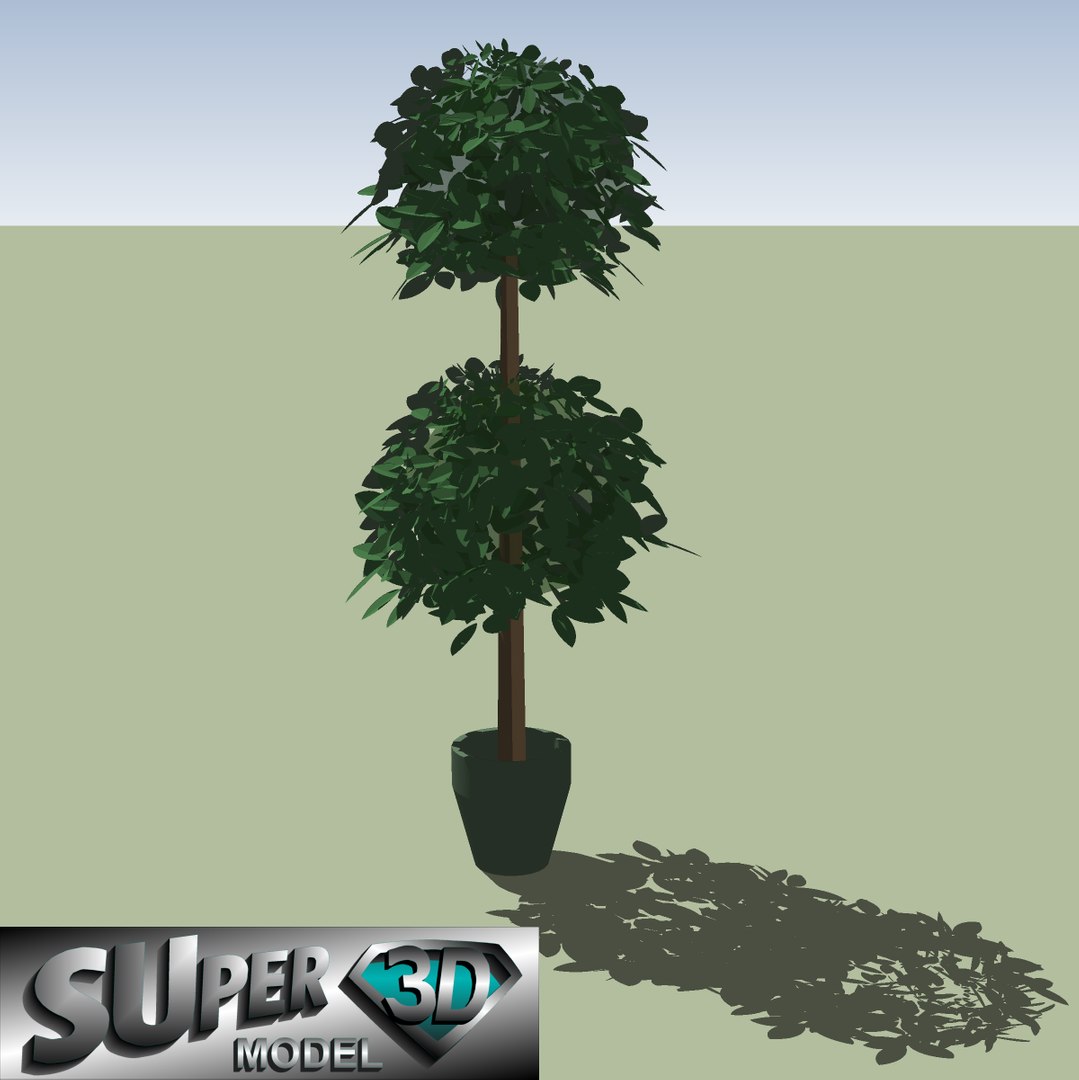 Tree Topiary Sketchup 3d 3ds