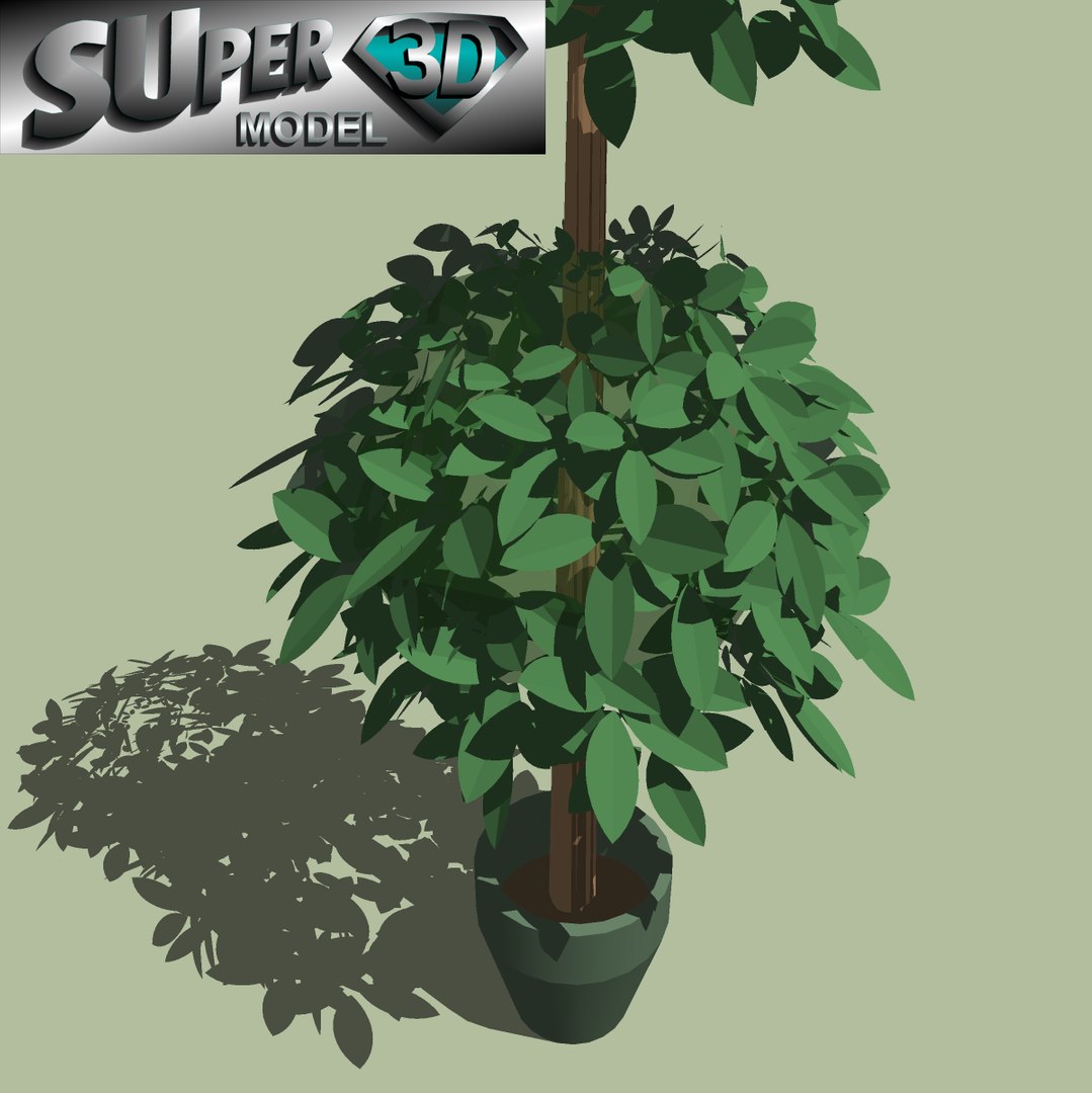 Tree Topiary Sketchup 3d 3ds