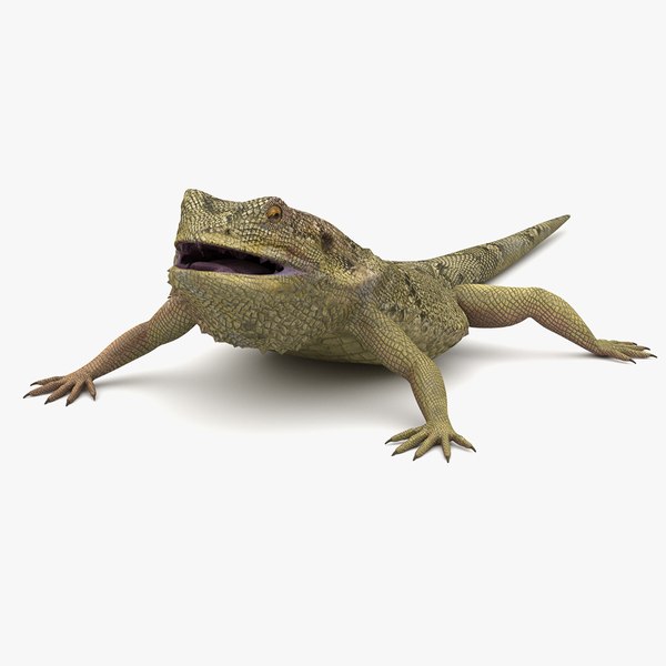 Bearded Dragon 3D model