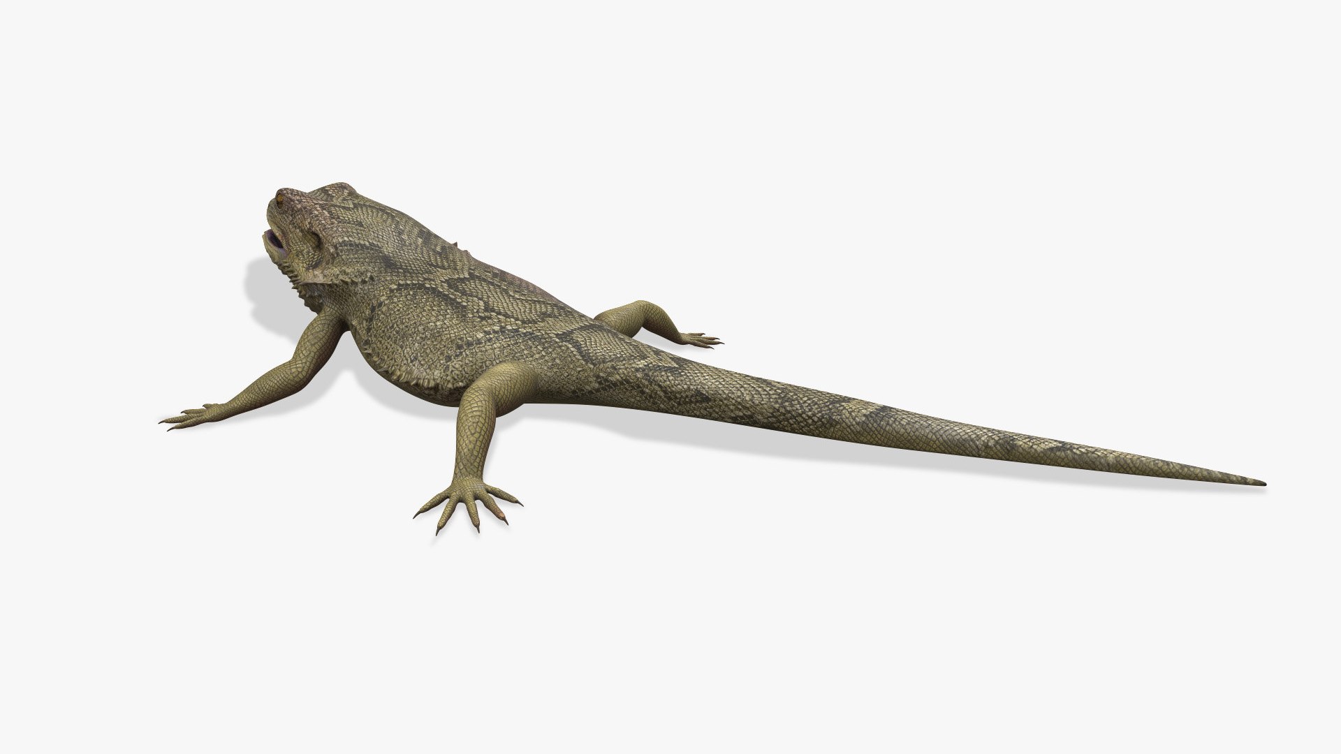 Bearded Dragon 3D model - TurboSquid 1860700