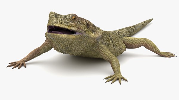 フトアゴヒゲトカゲ3Dモデル - TurboSquid 1860700