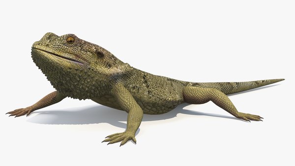 Bearded Dragon 3D model - TurboSquid 1860700