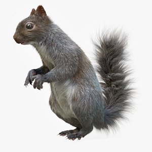 3D squirrel nature rodent
