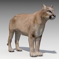 Cougar Animated