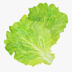 fbx lettuce leaves