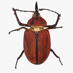 3D Melolontha Melolontha Cockchafer Remastered