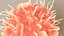 Dendritic Cell1