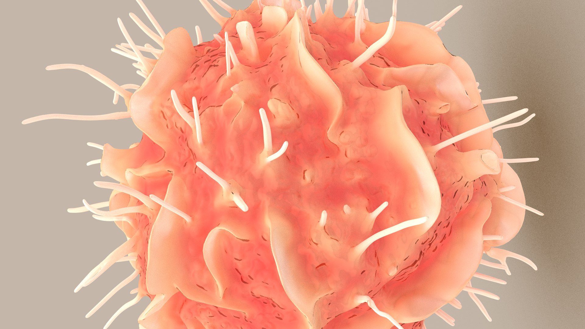 Dendritic Cell1 model https://p.turbosquid.com/ts-thumb/jF/udUYLl/XZ/dcell_tint_0014/jpg/1714391027/1920x1080/fit_q87/6a6f7da82f953c1c3acd086489f7331bae16e62c/dcell_tint_0014.jpg