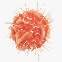 Dendritic Cell1