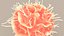 Dendritic Cell1