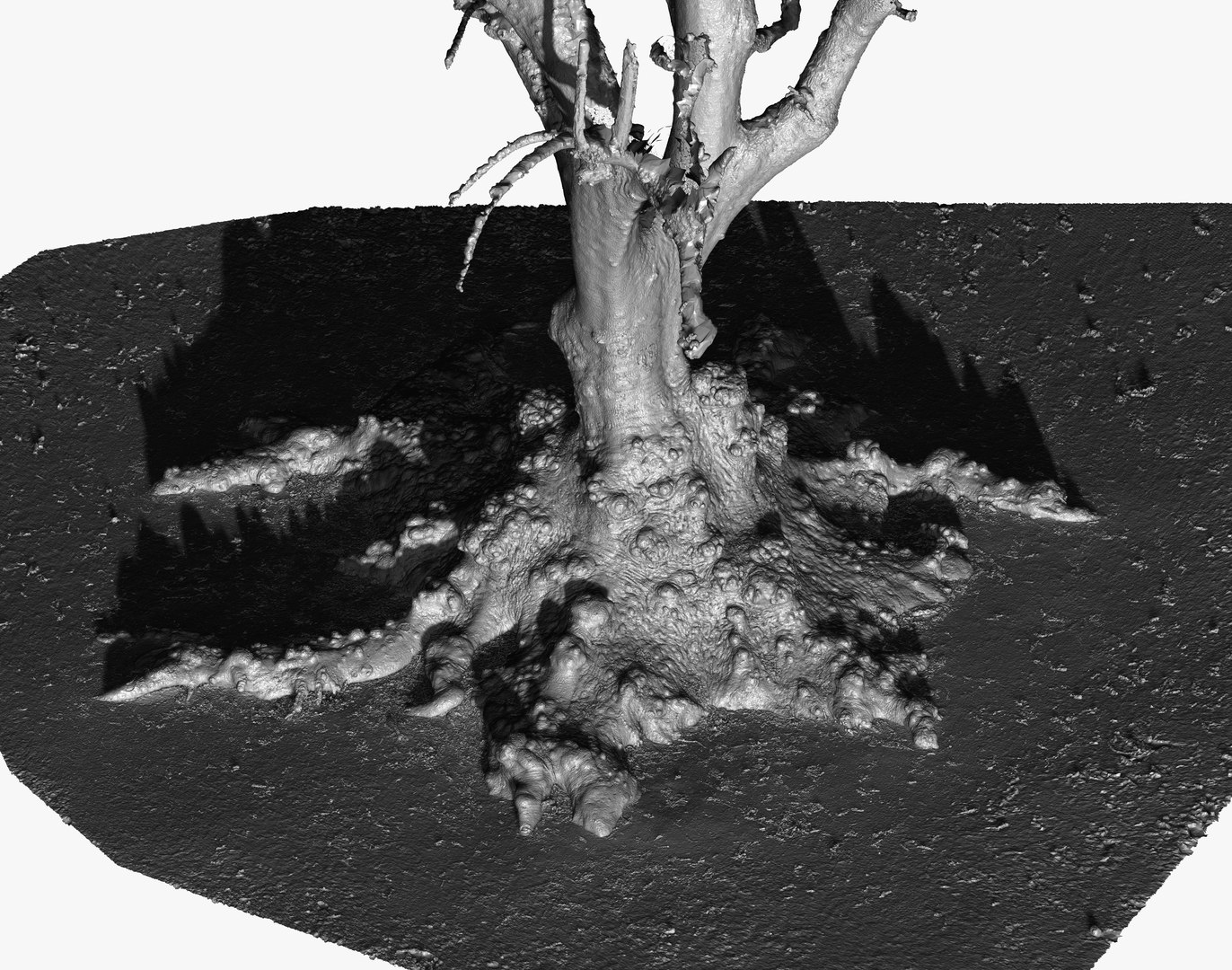 Giant Ombu Tree Roots 2 1x16k 2x16k 4x16k Textures 3D Scan Ultra HQ ...