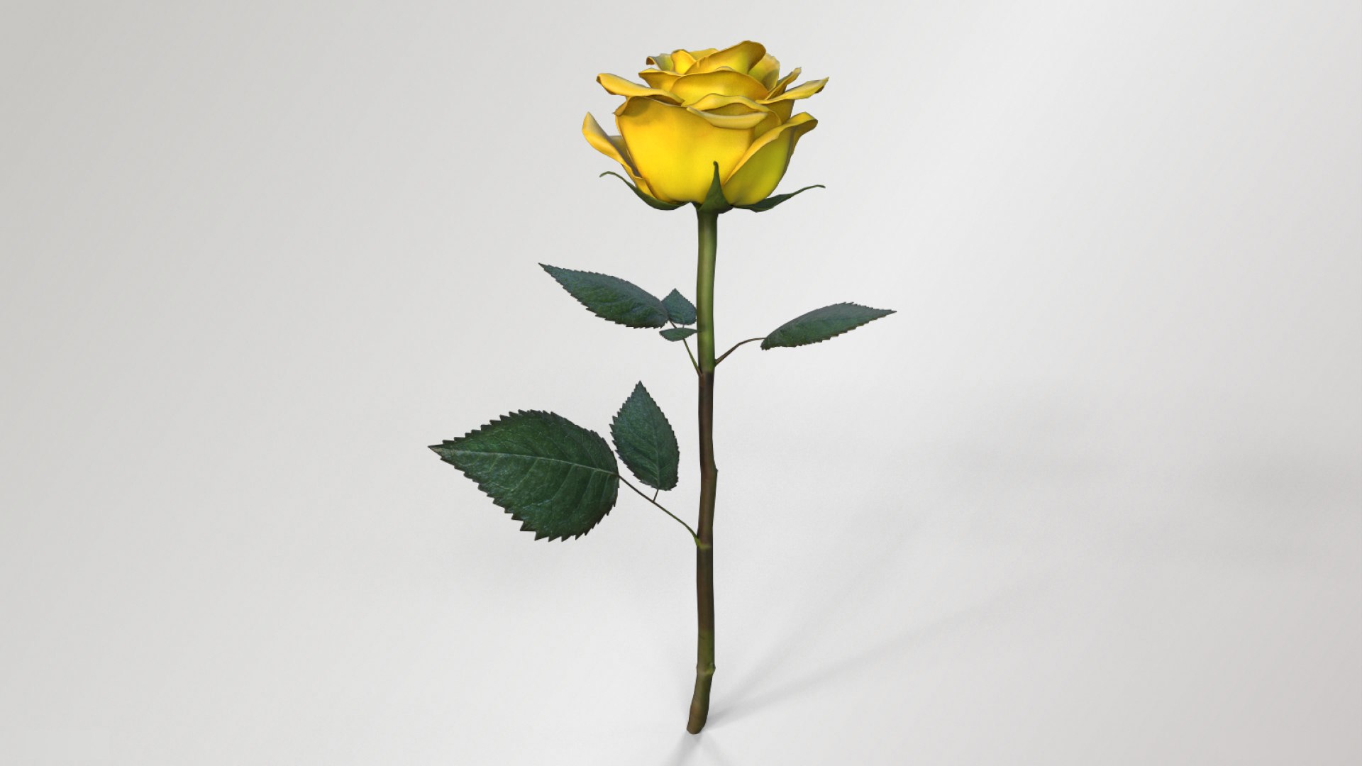 Single Yellow Rose 3D - TurboSquid 2276766