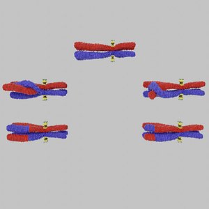 3D Chromosome genetic recombination blender 3d model