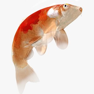 Japanese Carp Fish Rigged L1743 3D model