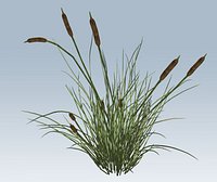 Cattail