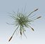 Cattail