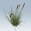 Cattail