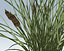 Cattail