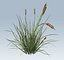 Cattail
