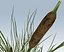 Cattail