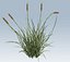 Cattail