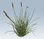 Cattail