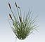 Cattail