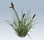 Cattail