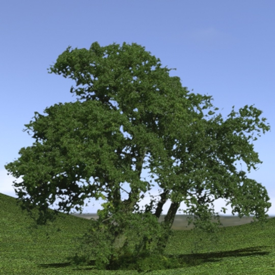 forest lined grassy terrain max https://p.turbosquid.com/ts-thumb/jG/QX0Ba4/EHgArE3p/tree_03/jpg/1263879245/1920x1080/fit_q87/09dd70c3e825632e29b2315107607170380cda51/tree_03.jpg