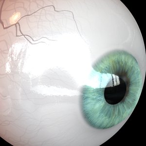 3d model eye pupil