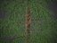 XfrogPlants Secuoya de California - Sequoia Sempervirens