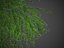 XfrogPlants Secuoya de California - Sequoia Sempervirens