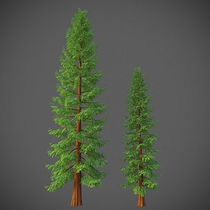 XfrogPlants California Redwood - Sequoia Sempervirens