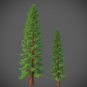 XfrogPlants California Redwood - Sequoia Sempervirens