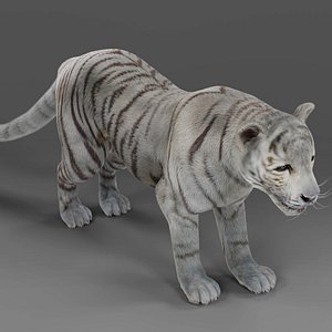 Fur White Tiger Rigged and Animation in Blender Unity 3D
