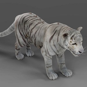 Fur White Tiger Rigged and Animation in Blender Unity