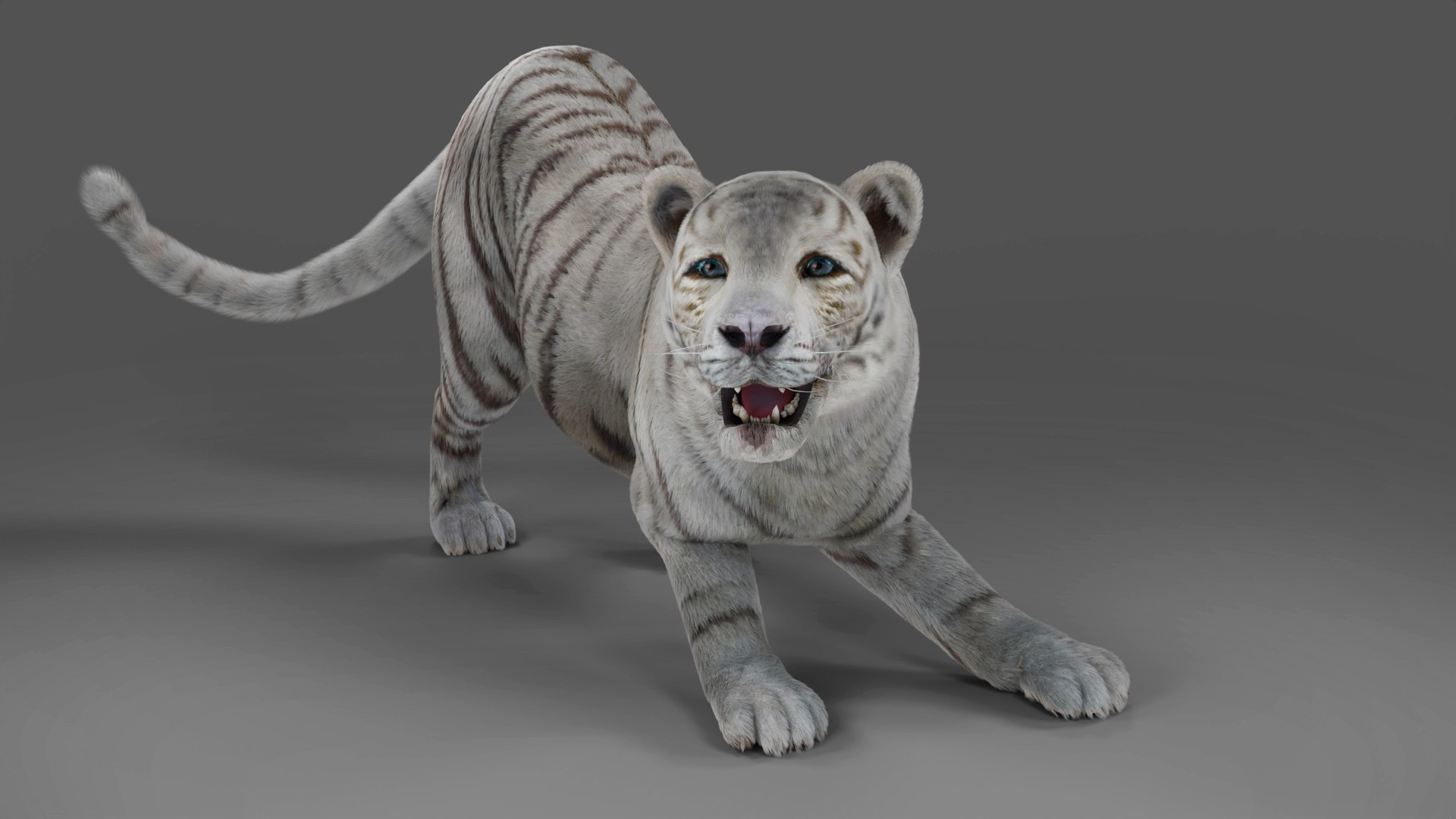 Fur White Tiger Rigged And Animation In Blender Unity 3D - TurboSquid ...