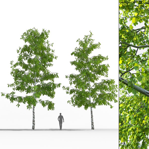 3D birch trees