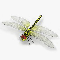 Dragonfly