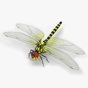 Dragonfly 3D model