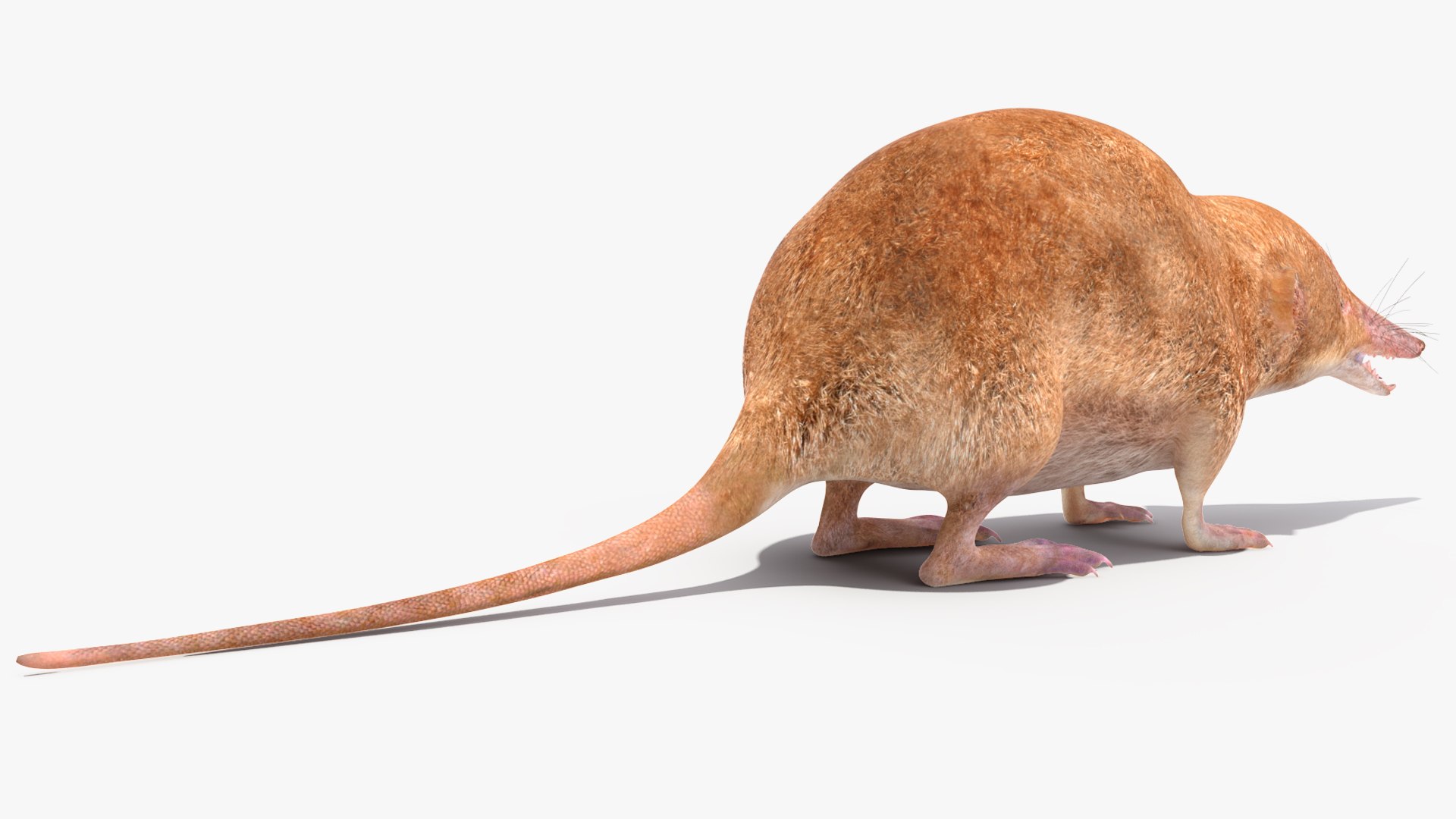 Mole-like Mammal Shrew Rigged 3D Model - TurboSquid 2164612