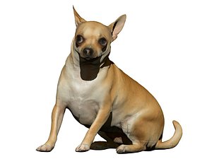 dog scanned photogrammetry model