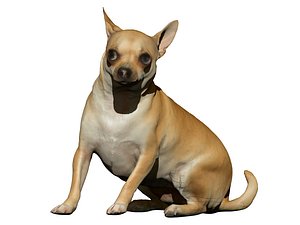 Chihuahua 03 - sitting scared 3D model
