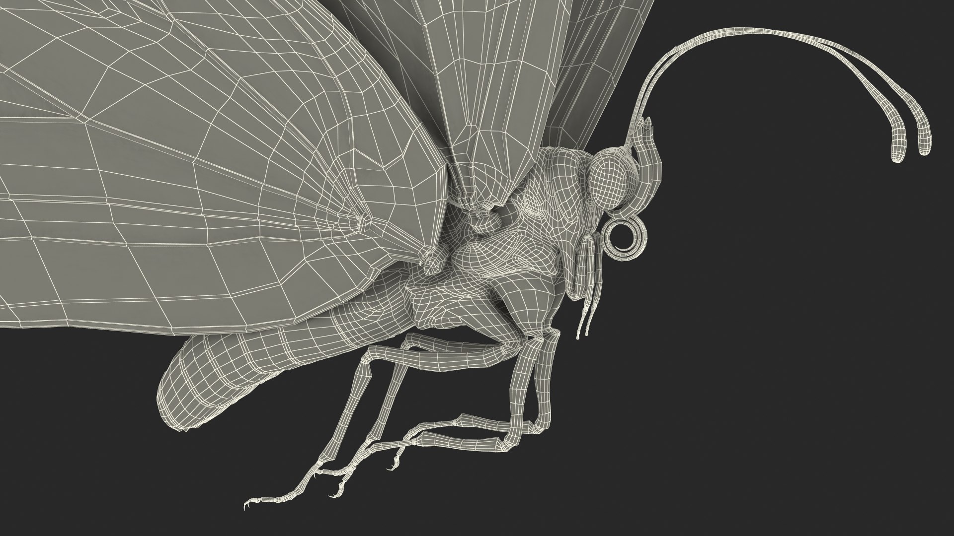 3D monarch butterfly collecting flying insect model https://p.turbosquid.com/ts-thumb/jG/r5SN7W/NPYcLeo4/animatedmonarchbutterflycollectionc4dmodel028/jpg/1593177172/1920x1080/fit_q87/7def6d56b552ded1b14417bb71b05714aa5e30b6/animatedmonarchbutterflycollectionc4dmodel028.jpg