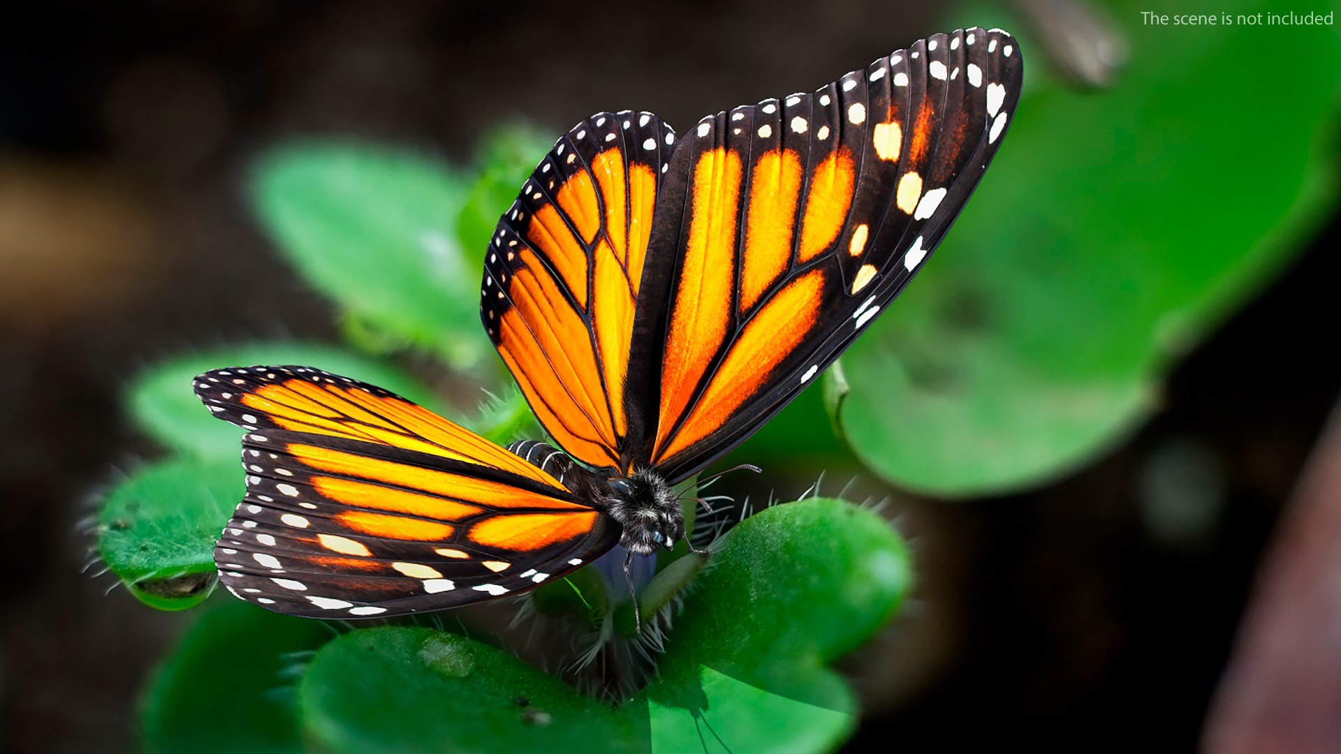 3D monarch butterfly collecting flying insect model https://p.turbosquid.com/ts-thumb/jG/r5SN7W/VwjuFWOW/animatedmonarchbutterflycollectionc4dmodel006/jpg/1593177172/1920x1080/fit_q87/5e50b7fe6c4421967efe4313b2a6428878e706d0/animatedmonarchbutterflycollectionc4dmodel006.jpg